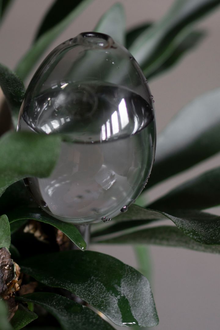 Mit den selbstbewässernden Glaskugeln von DBKD müssen Sie Ihre Pflanzen nicht mehr ständig gießen - ein einfacher Trick, der den Alltag erleichtert. 