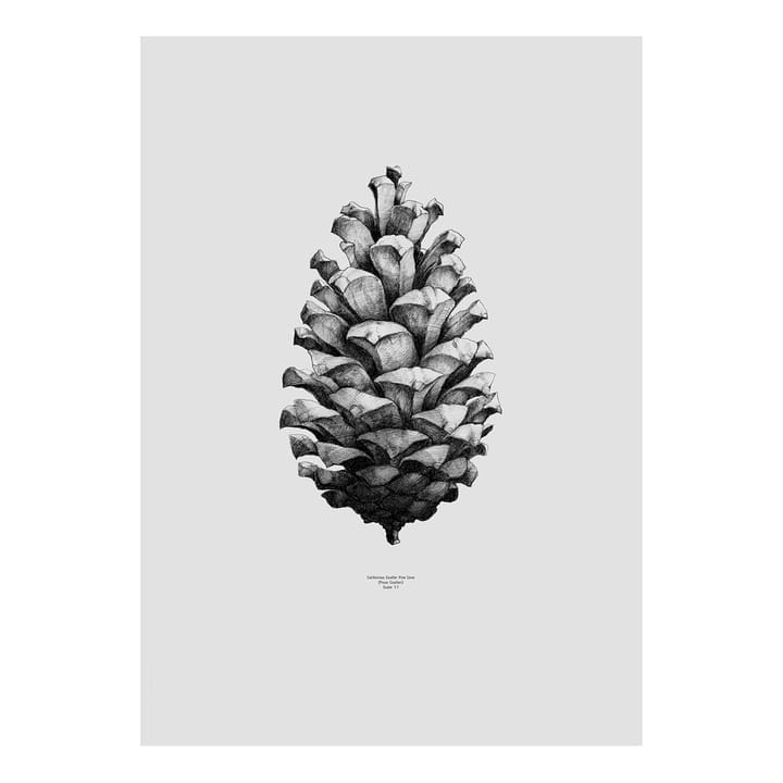 1:1 Pine Cone Poster - Grau, 50 x 70cm - Paper Collective